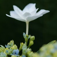 羽ばたくように