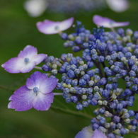 紫陽花の蕾