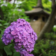 本土寺２