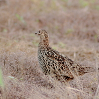 彼が鳴いている