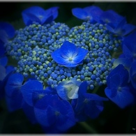 Hydrangea Macro