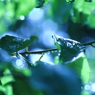 Art of rain Pt12