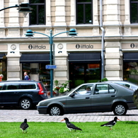 Urban birds