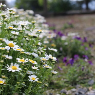春の花々 2