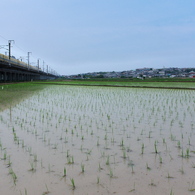 ドクターイエローとの遭遇４３（水田４）