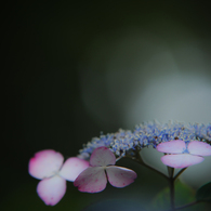 希望の光