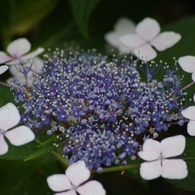 萼紫陽花