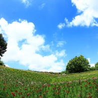 初夏の花園