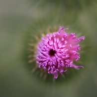 街の花