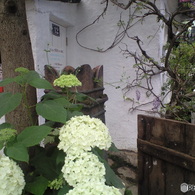 国バラ写真集「紫陽花」