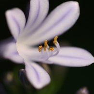 街の花