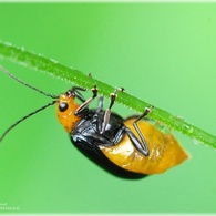 Leaf beetle