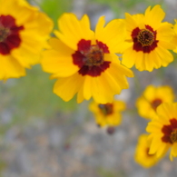 河川敷の花