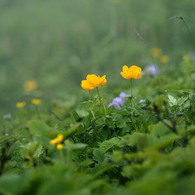 礼文島の花_2