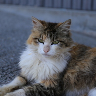 Cat Ⅲ