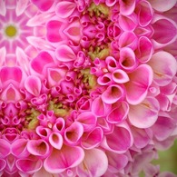 Dahlia fantasy