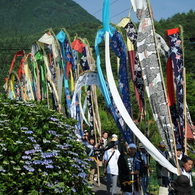 あじさいの咲く里を行く[岳の幟３]