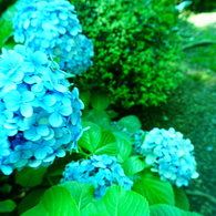 木陰のアジサイ