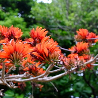 デイゴの花