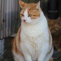 看板猫ちゃん♪