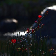 時分の花（ボケ）