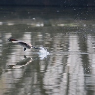 カイツブリ、水面を走る-1　珍しい