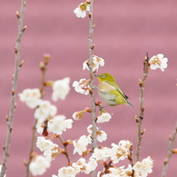 雨でも　メジロを～～