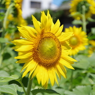 松山のひまわり