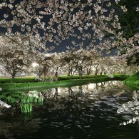 弘前夜桜
