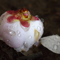 雨の日の梅 VI