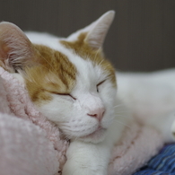 ジャム