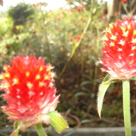 DSC00908