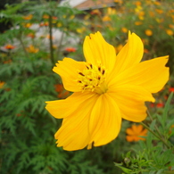 DSC00910