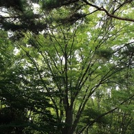 洞峰公園　1