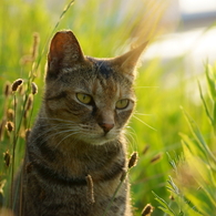 草むら猫