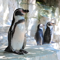 ペンギン1