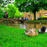 Pair of Ducks Ⅱ