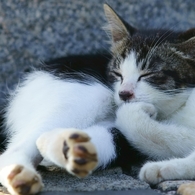 考える子猫