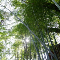 竹林
