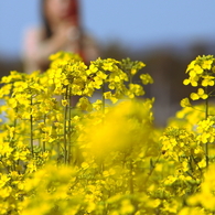 菜の花畑にて