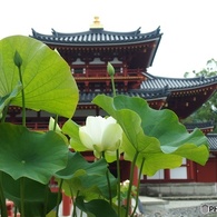 寺院と睡蓮01