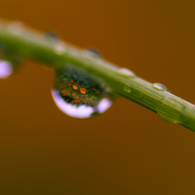 秋桜　雫