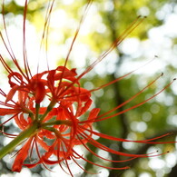 繊細な花びら