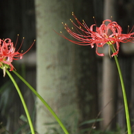 花の歳時記　赤花ヒガンバナ２