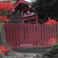 花の歳時記　赤花ヒガンバナ１