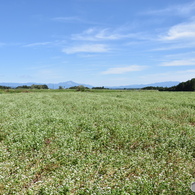 湖畔の散歩・ソバの花・伊吹山