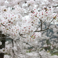 桜（サクラ）