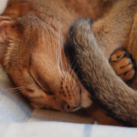 今日は、なんだか寒いのです。