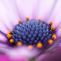 花の中心８