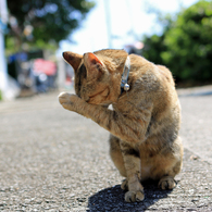 湯島猫紀行 12 - キャッ、私を写さないで！